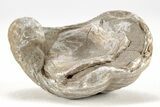 Devil's Toenail Fossil Oyster (Gryphaea) - Medium Size - Photo 3